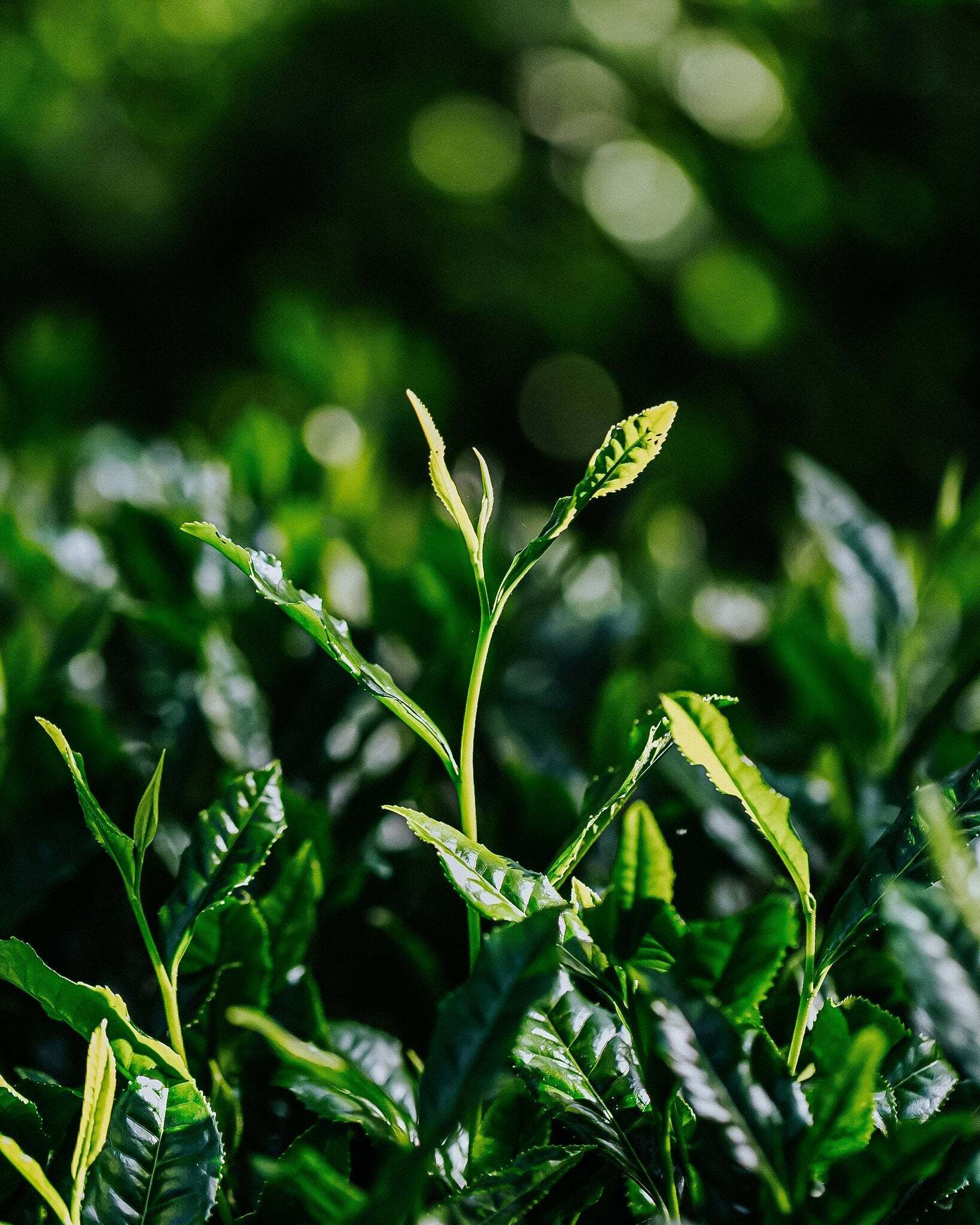 Bio ou pas Bio?  la Qualité Inégalée de Matcha Botanicals